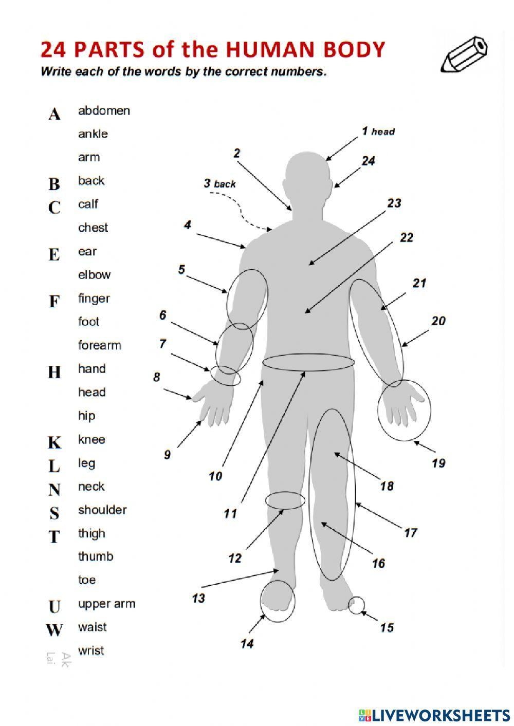 24 Parts Of The Human Body Worksheet Live Worksheets Worksheets Library