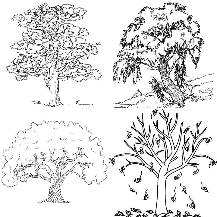 free tree coloring page