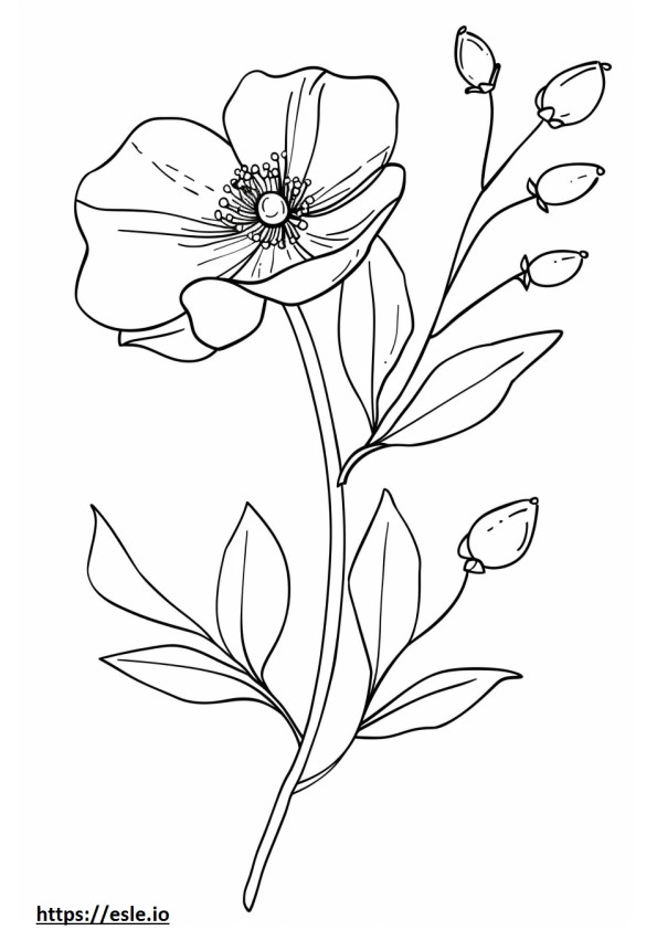 Aesthetic Flower For Coloring