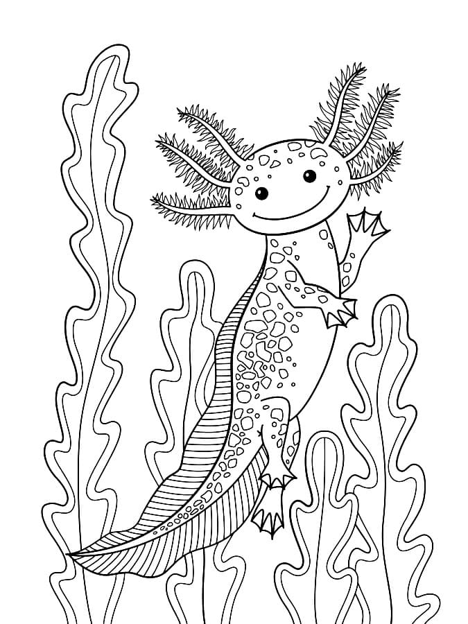 Axolotl Smiling