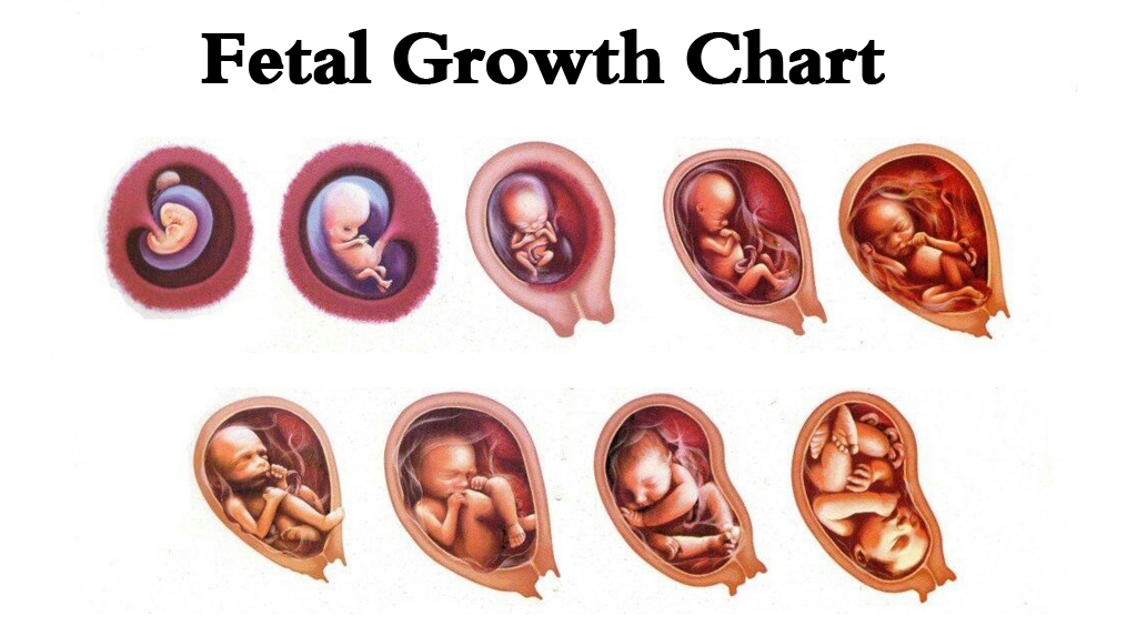 chick growth chart by week