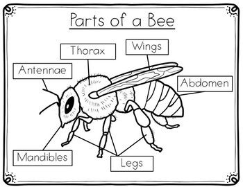 Bee Anatomy The Parts Of A Bee Kindergarten Phonics Worksheets