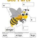Bee Anatomy Worksheet Anatomy Worksheets