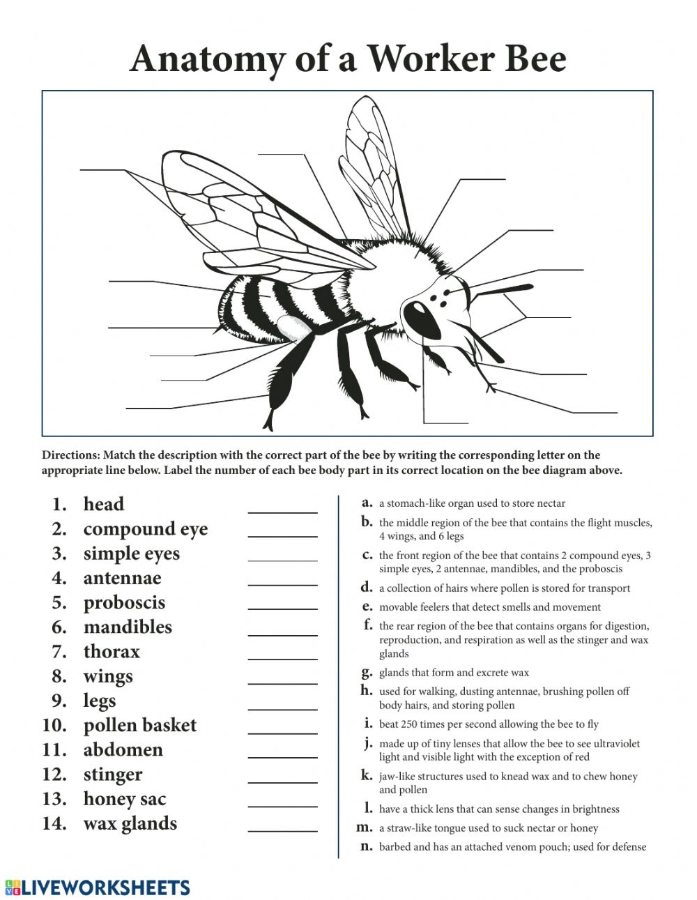 Bee Anatomy Worksheet Anatomy Worksheets
