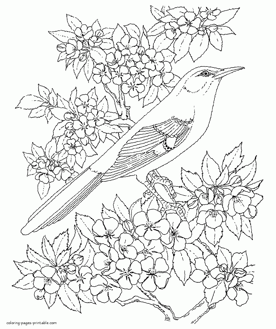 free printable coloring pages bird
