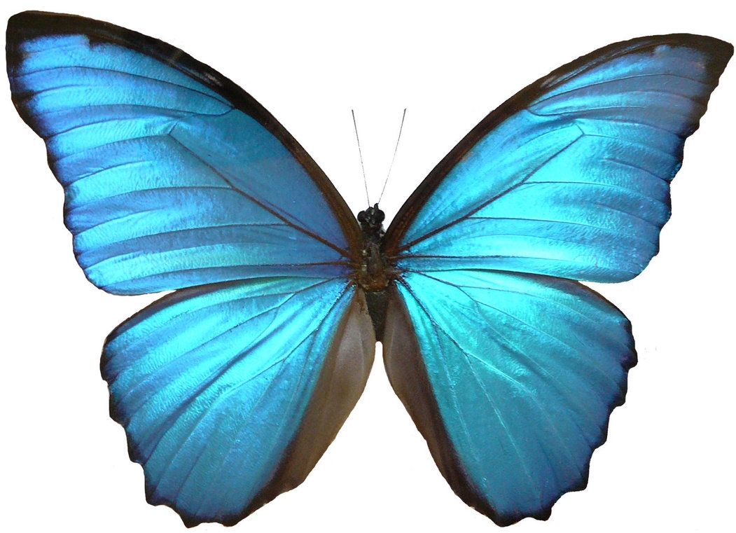 Blue Butterfly Template