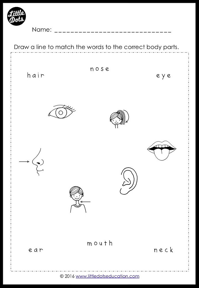 Body Parts ESL Printable English Worksheets And Exercises For Kids 