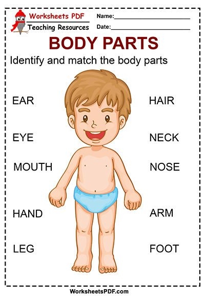 Body Parts Free Printables Worksheets PDF