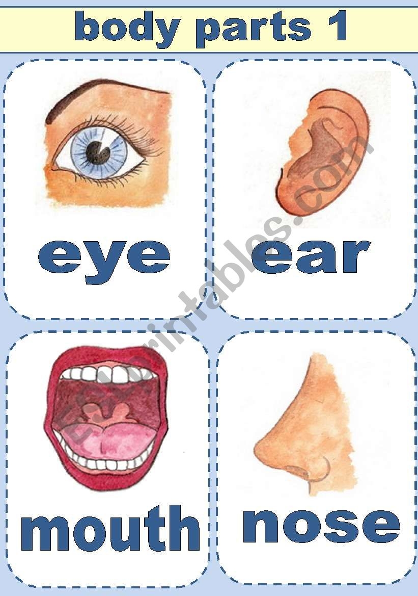 body parts printable pdf