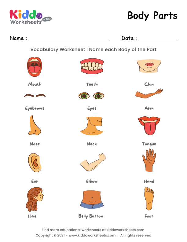 body part worksheet for preschool