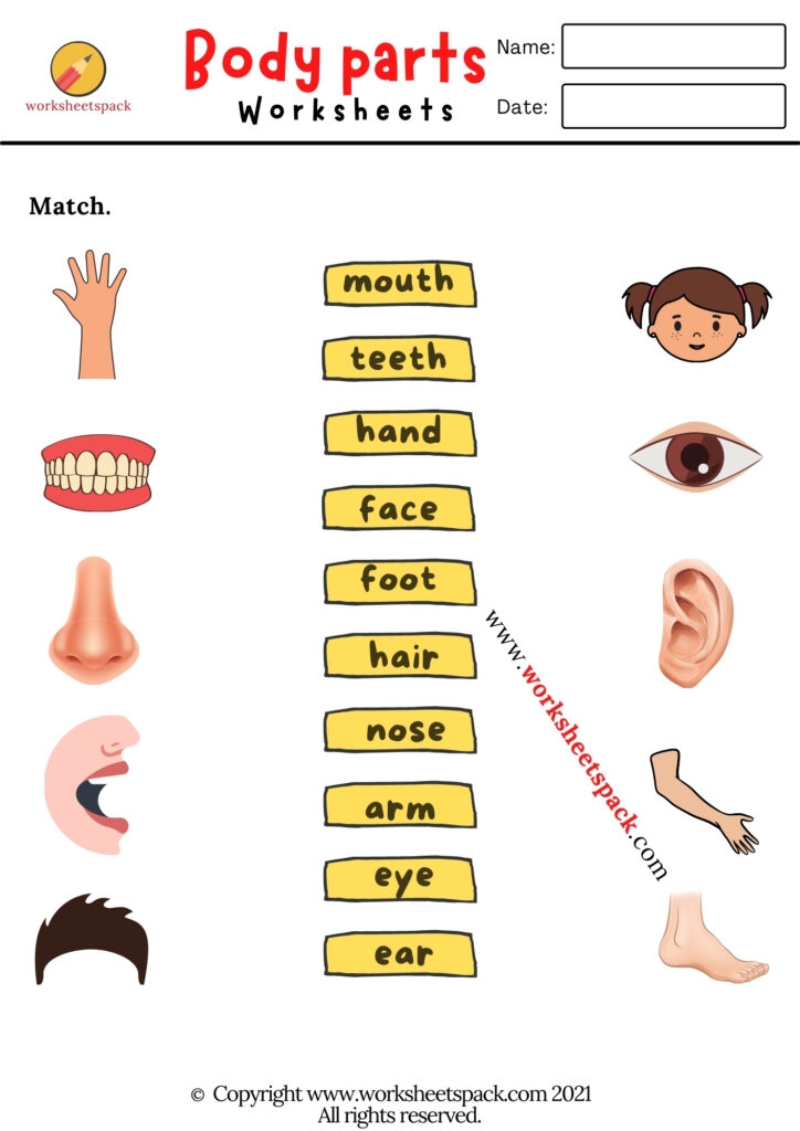 Body Parts Worksheets Worksheetspack