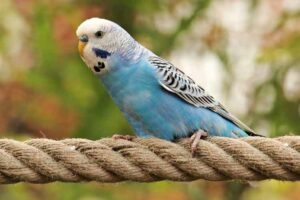 Budgie Chick Growth Chart A Beginners Guide