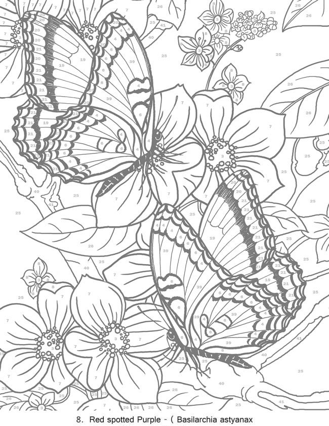 Butterfly Color By Number Coloring Home