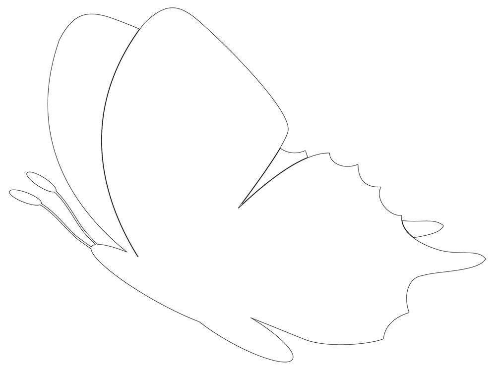 Butterfly Tracing Template Prntbl concejomunicipaldechinu gov co