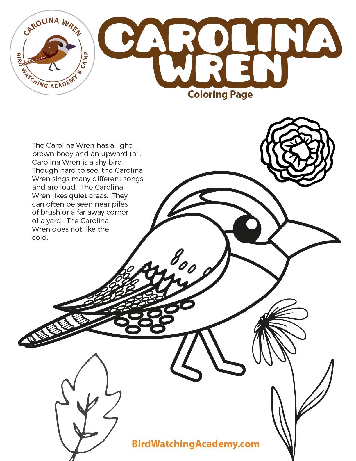 Carolina Wren Coloring Page Bird Watching Academy