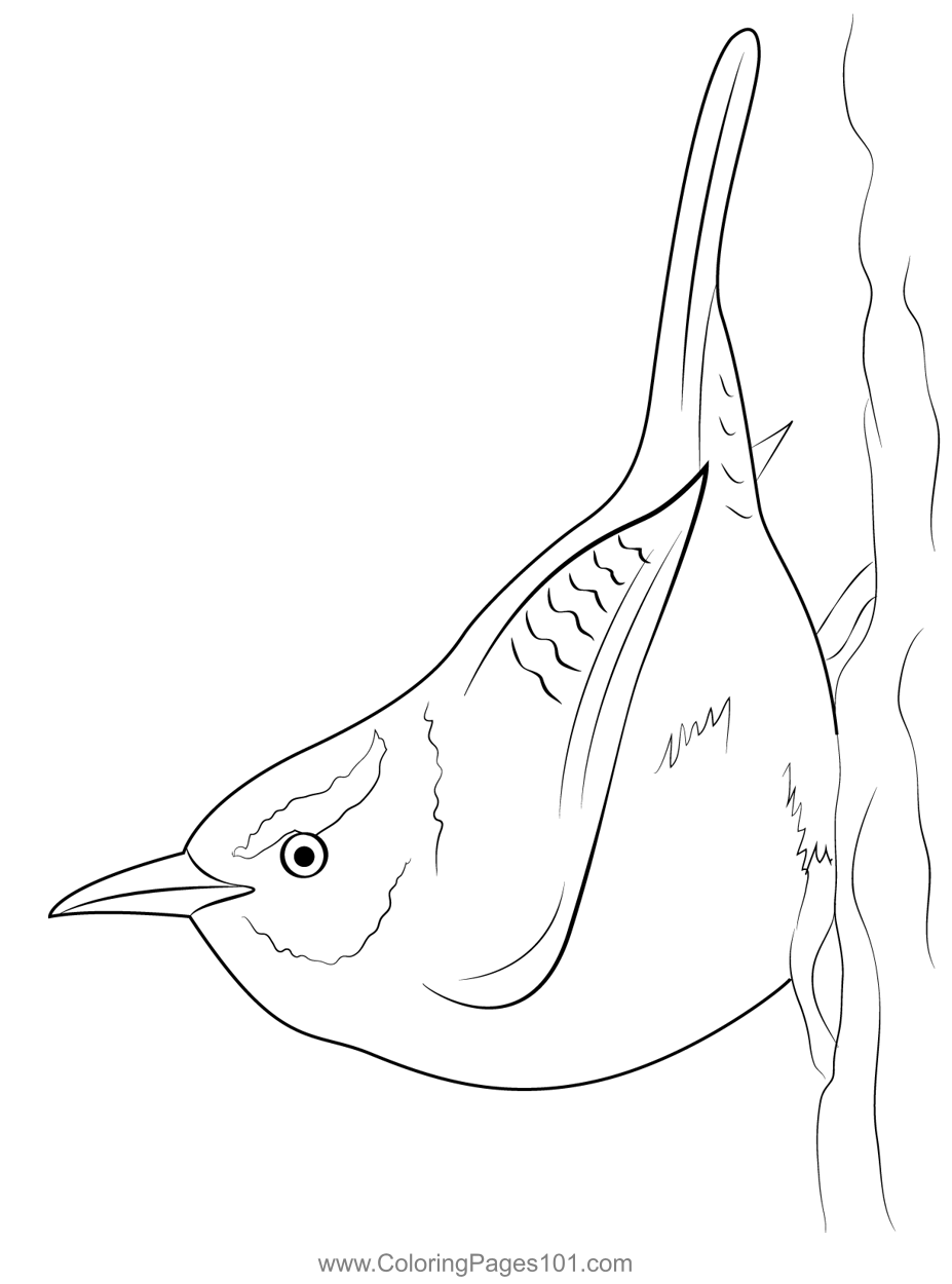 carolina wren coloring page