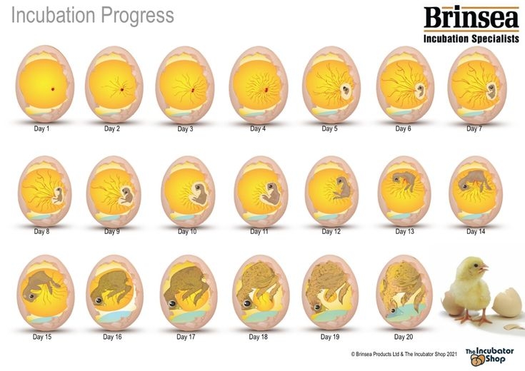 Chick Growth Chart Egg Candling Chickens Backyard Hatching Chickens