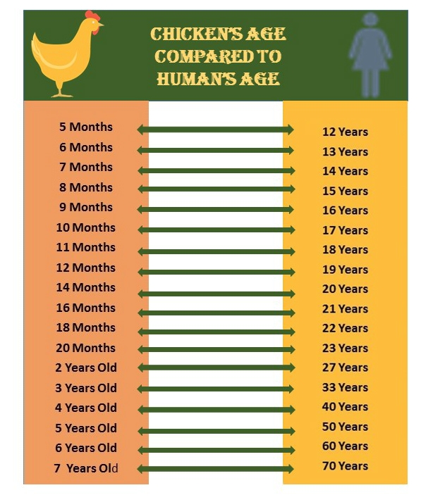 Chicken Age Chart A Visual Reference Of Charts Chart Master
