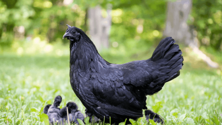 chicken age chart with pictures