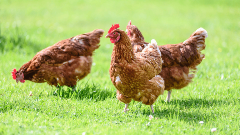 Chicken Age Chart Key Insights On Poultry Growth Stages 1