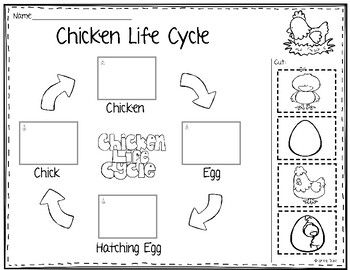 Chicken Life Cycle Ciclos De Vida Ciclo De Vida Animales Ciclo De 
