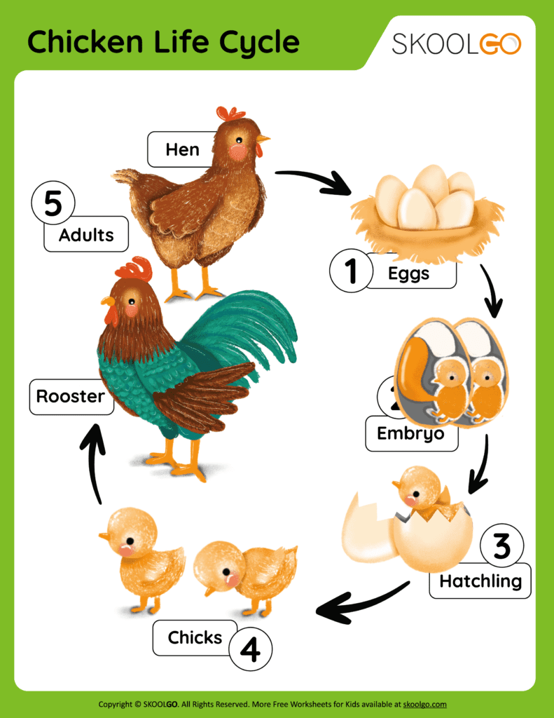 chicken life cycle printable worksheet