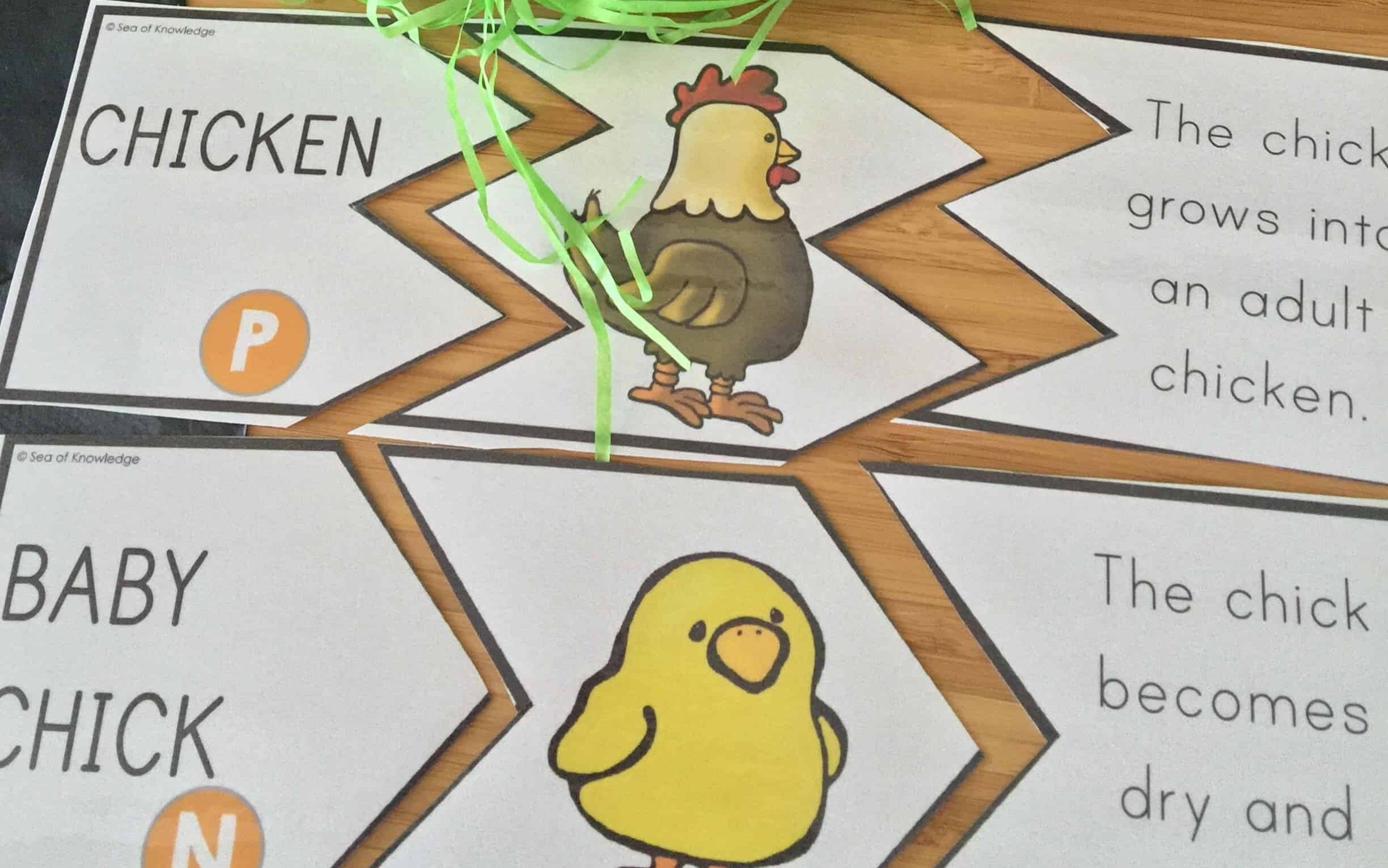 Chicken Life Cycle Fun With Mama Worksheets Library