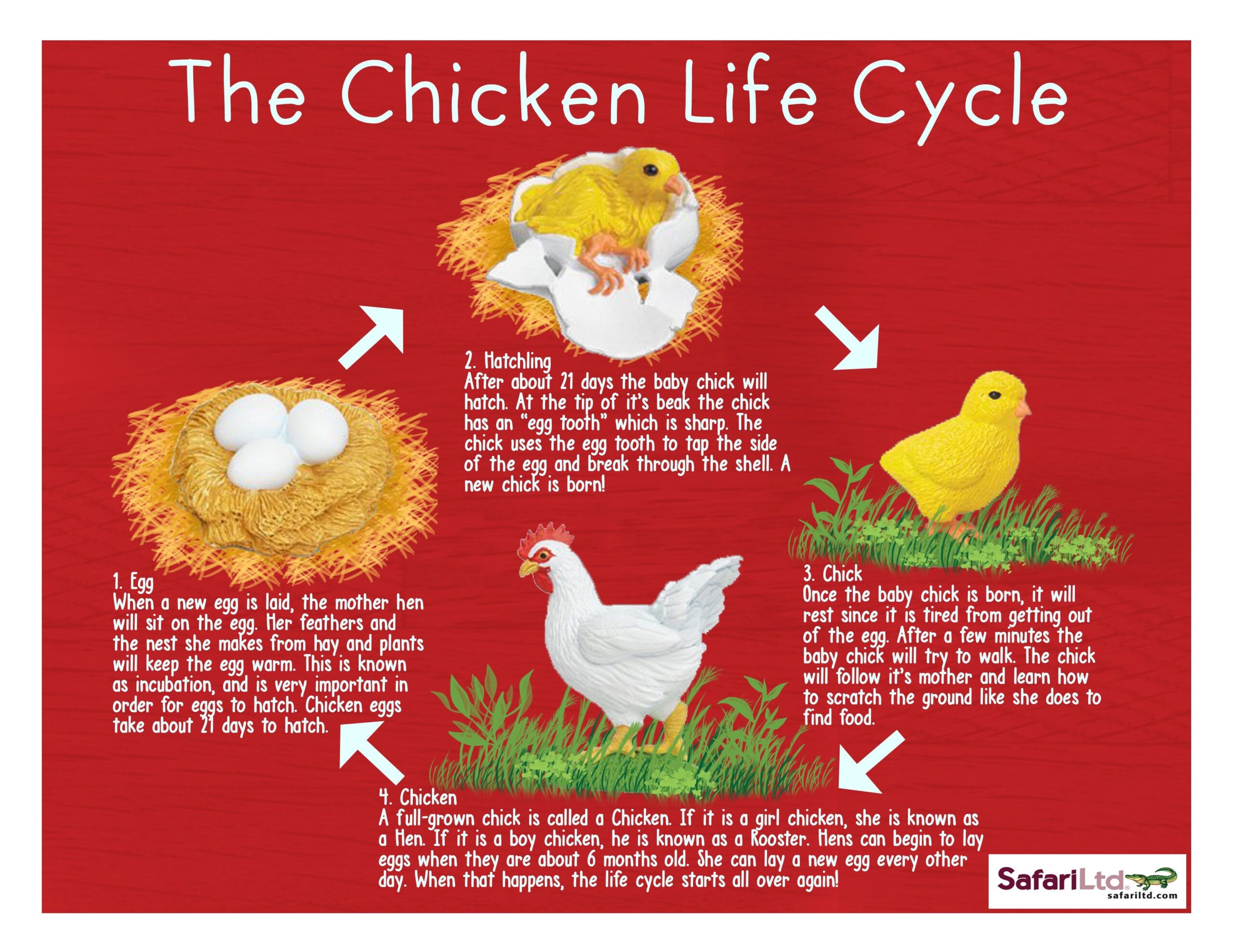 Chicken Life Cycle Kids
