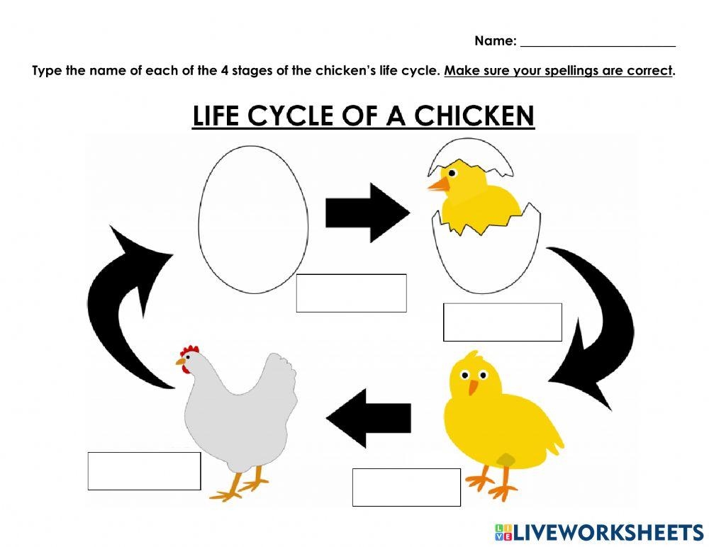 Chicken Life Cycle Live Worksheets Worksheets Library
