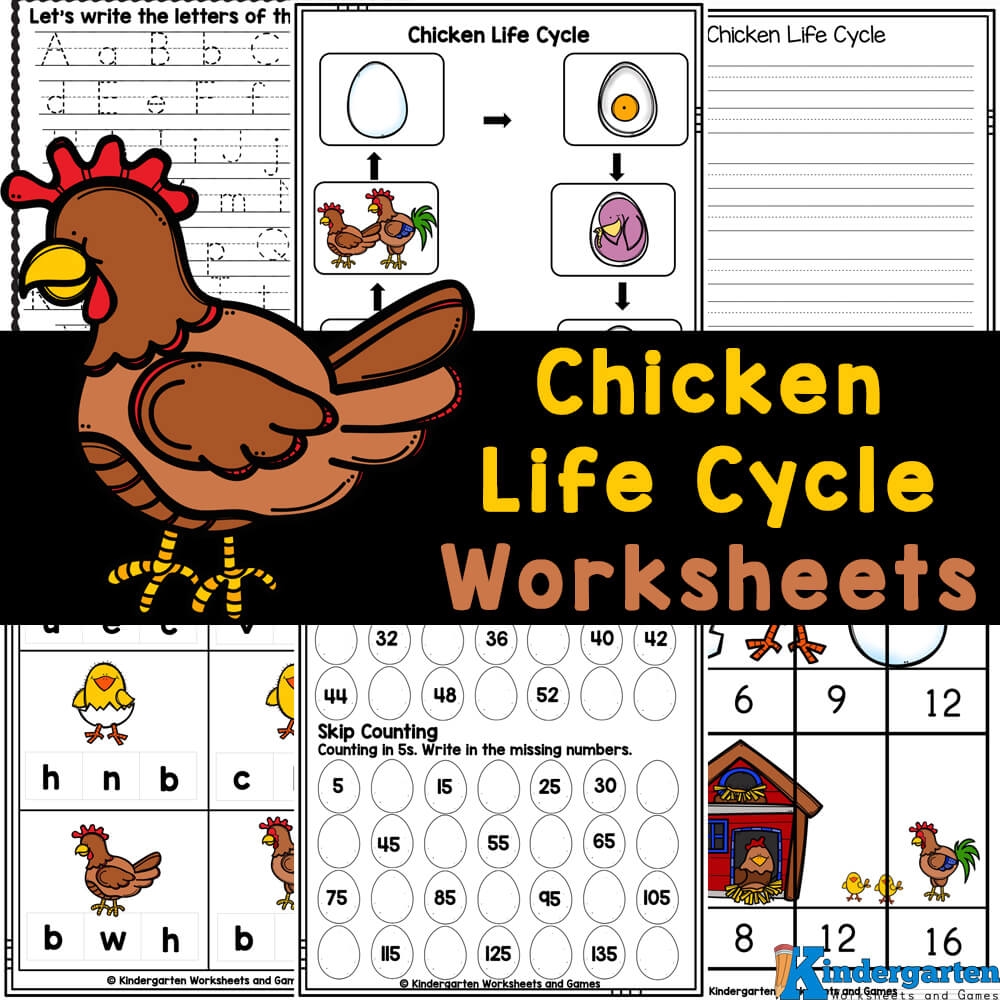 Chicken Life Cycle Printable Worksheets Library