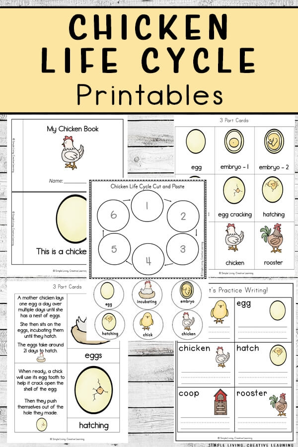 Chicken Life Cycle Printables Simple Living Creative Learning
