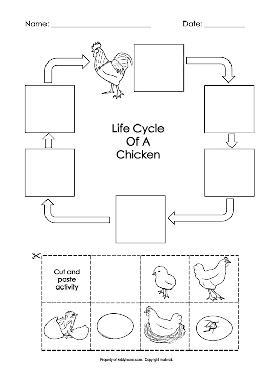 chicken life cycle worksheet pdf