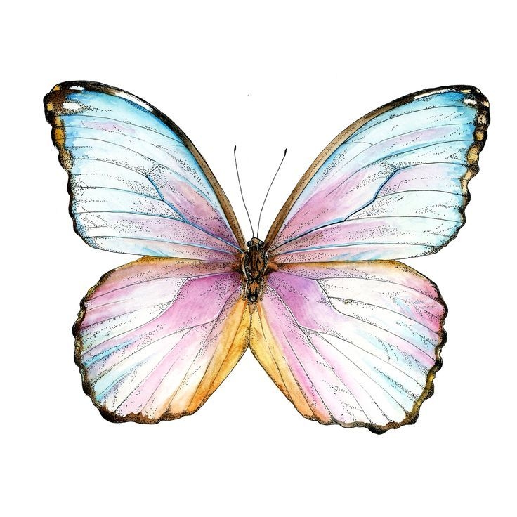 Butterfly Painting Template