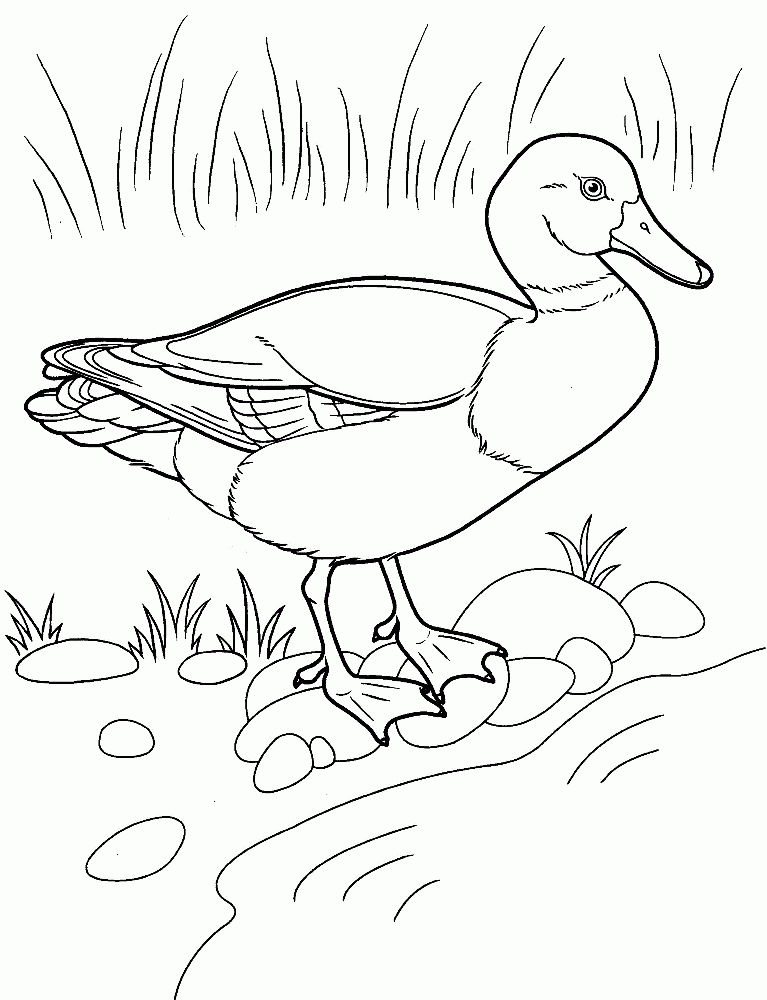 duck coloring pages for adults