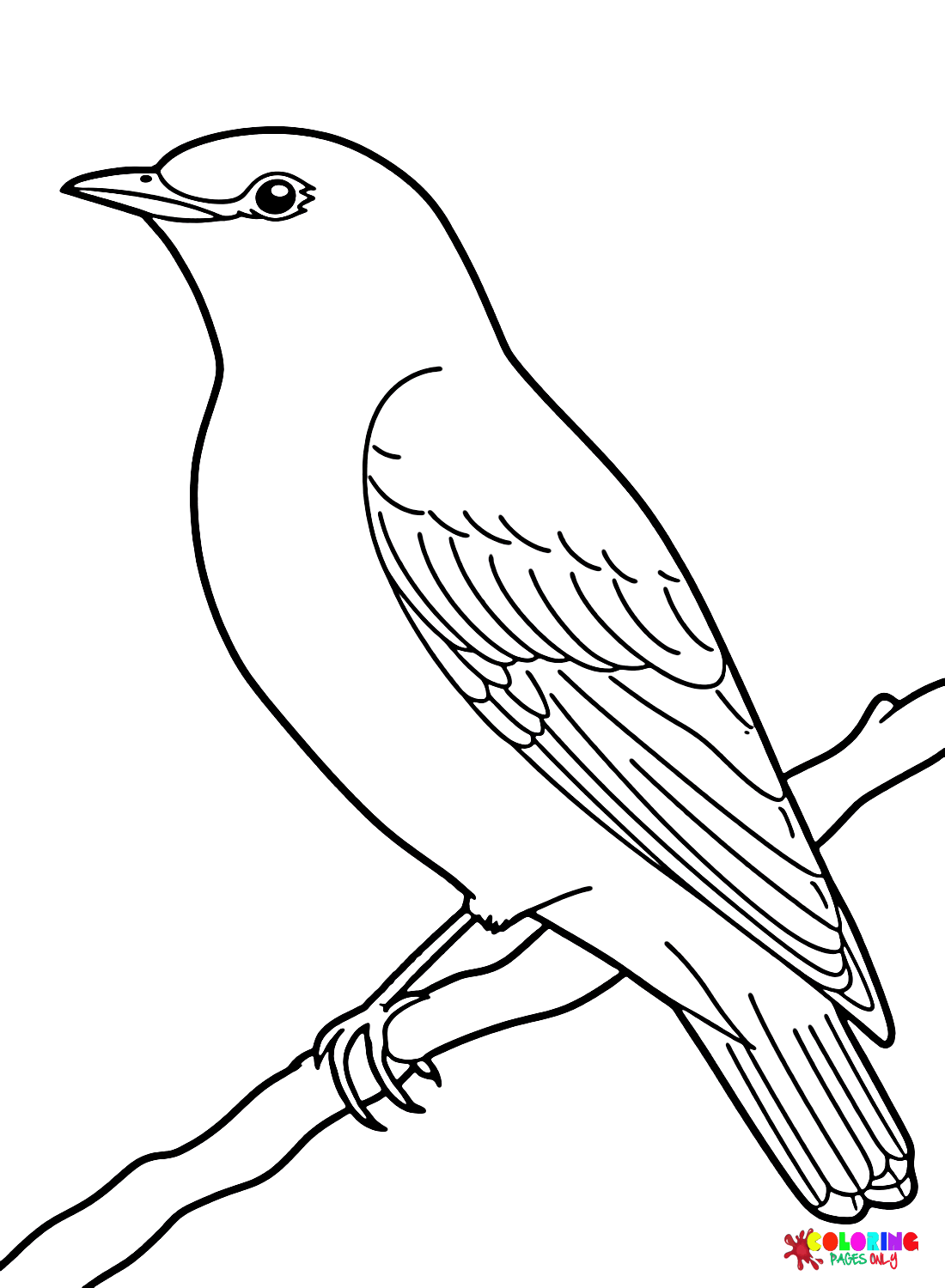 bird outline coloring pages