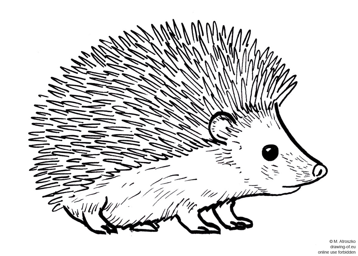 Drawing Of Hedgehog Line Art Illustrations