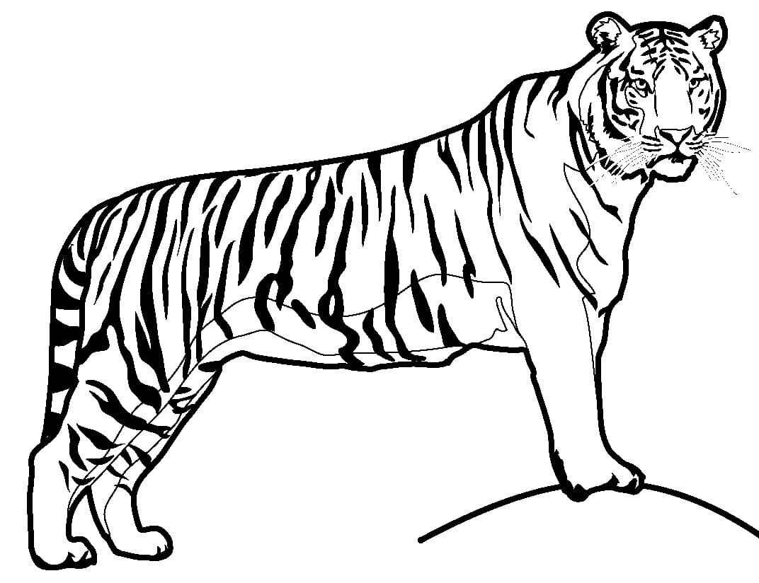 cool tiger coloring pages