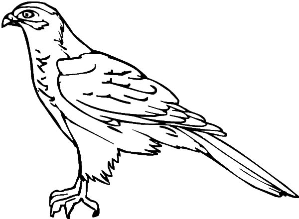 Falcon Bird Outline Coloring Pages NetArt