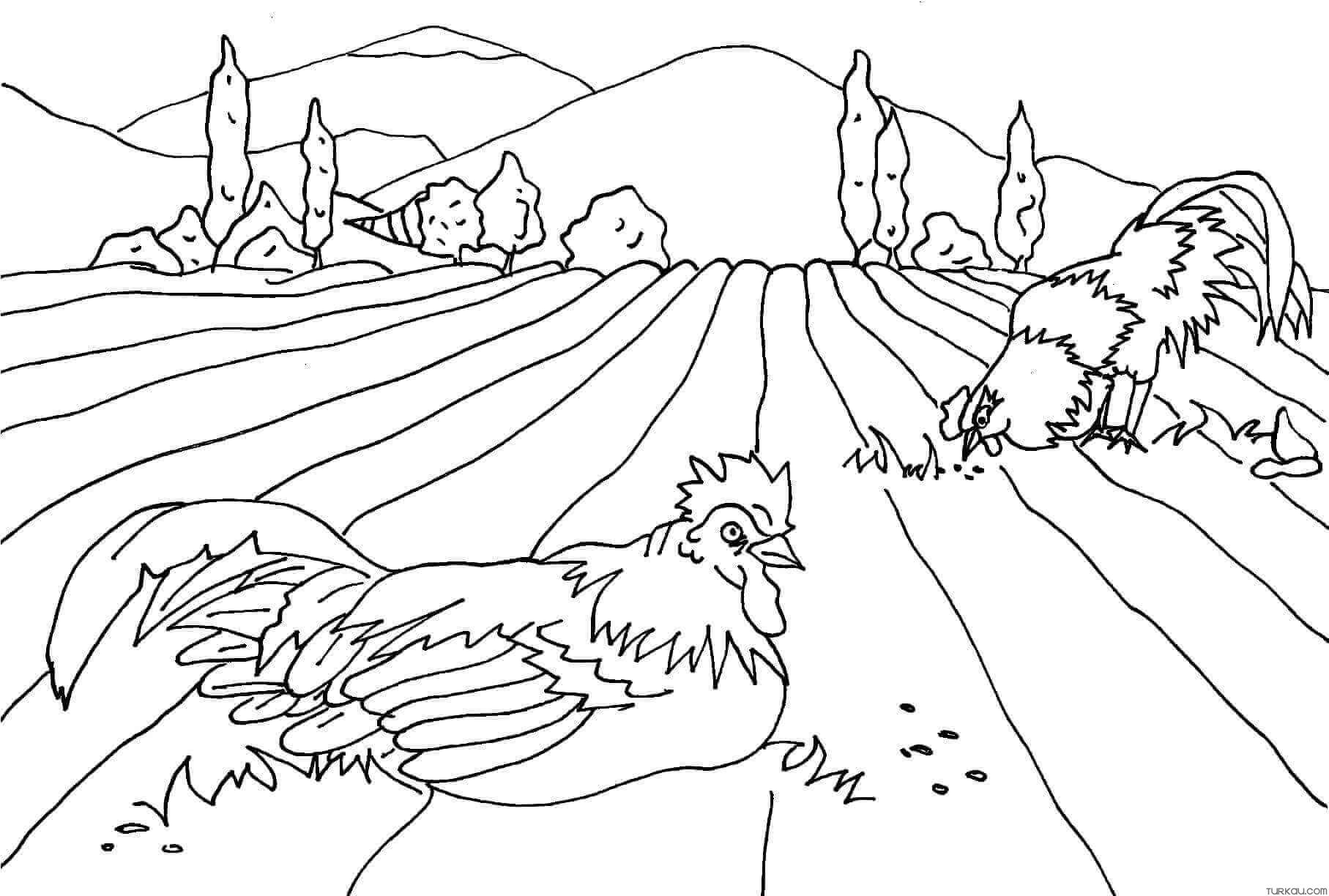 Farm Rooster Coloring Page Coloring Pages Turkau