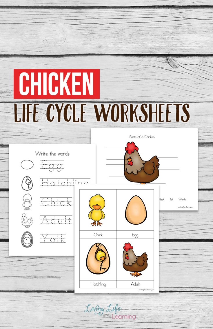 chicken life cycle worksheets free