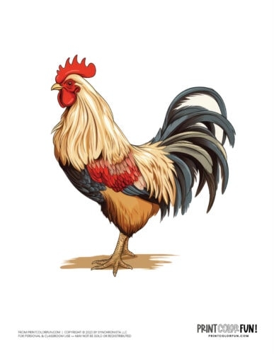 Free Printable Chicken Pictures Download Free Printable Chicken 
