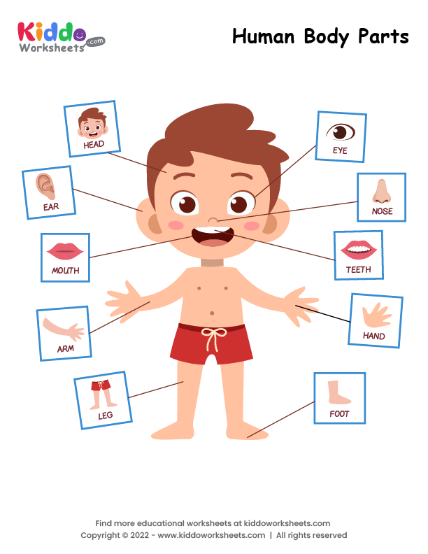 Free Printable Human Body Parts Worksheet Kiddoworksheets 