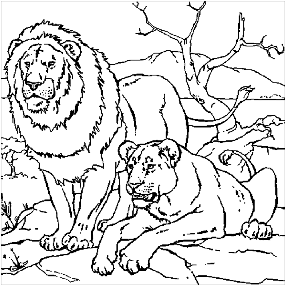 Free Printable Lion Coloring Pages