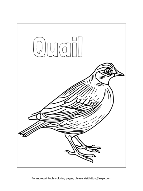 Free Printable Quail Coloring Page InkPx