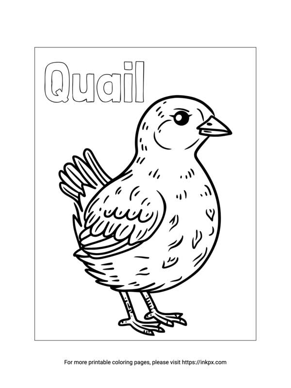 Free Printable Quail Coloring Sheet InkPx