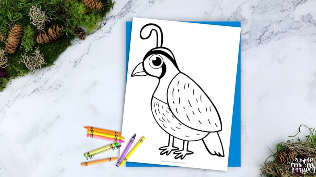 quail printable template