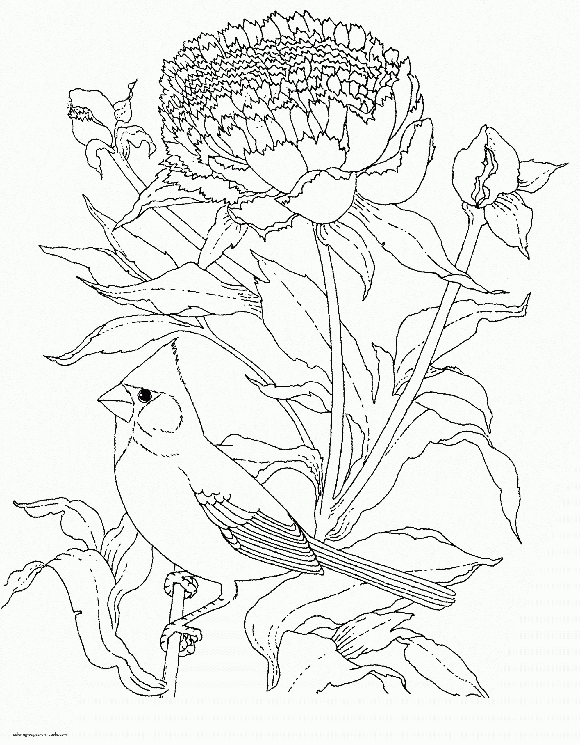 Free Printable Realistic Coloring Pages
