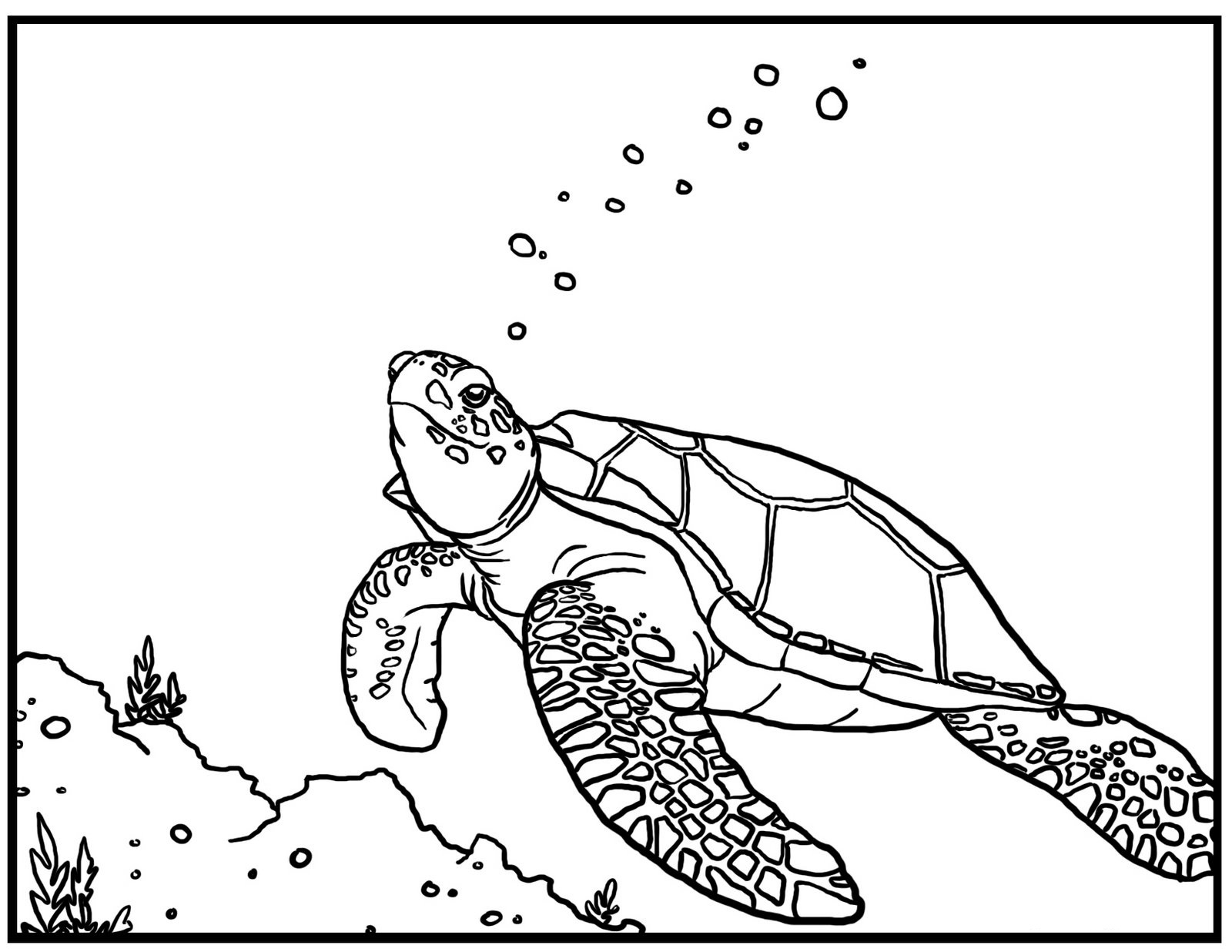 turtle picture coloring pages
