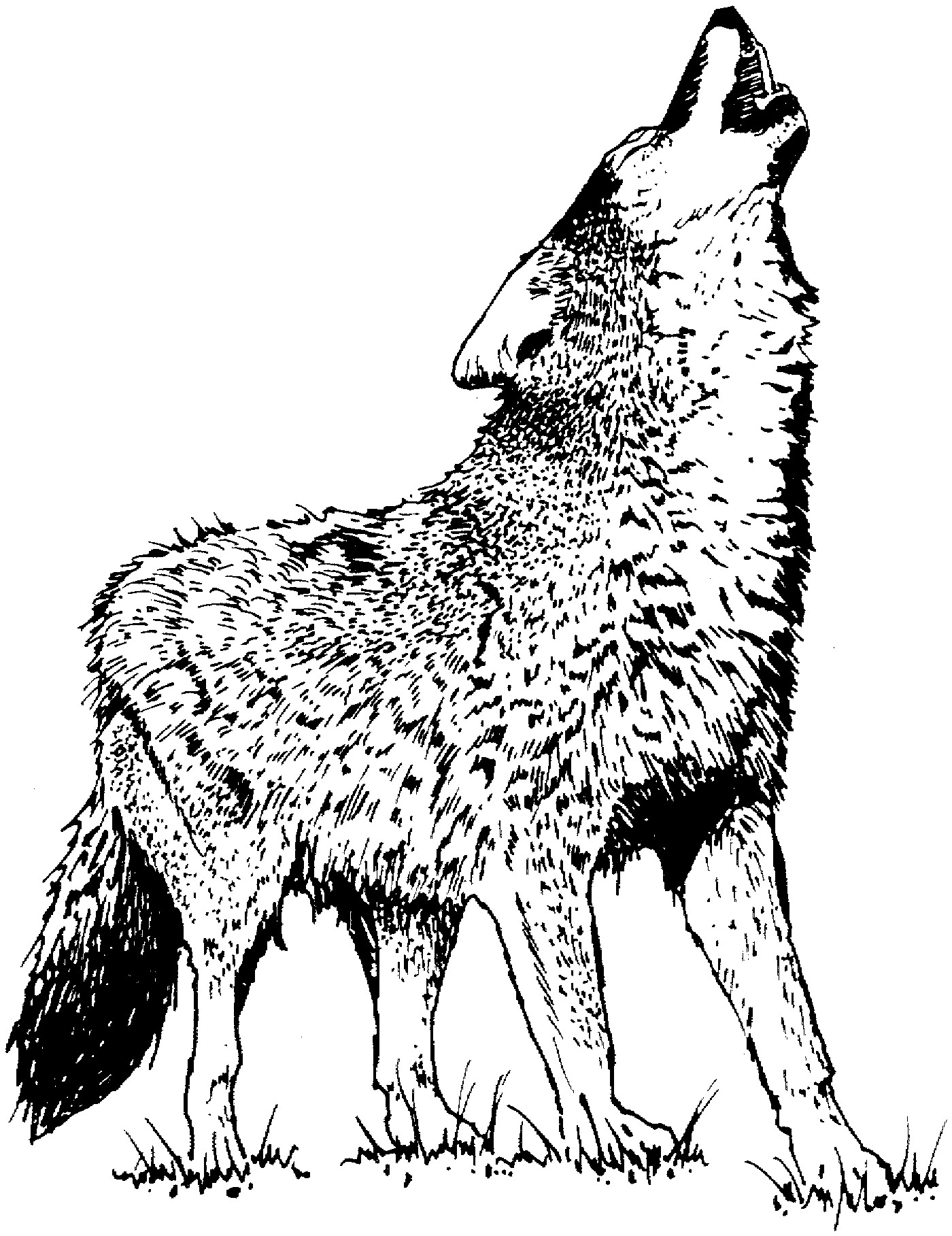 printable wolf coloring pages