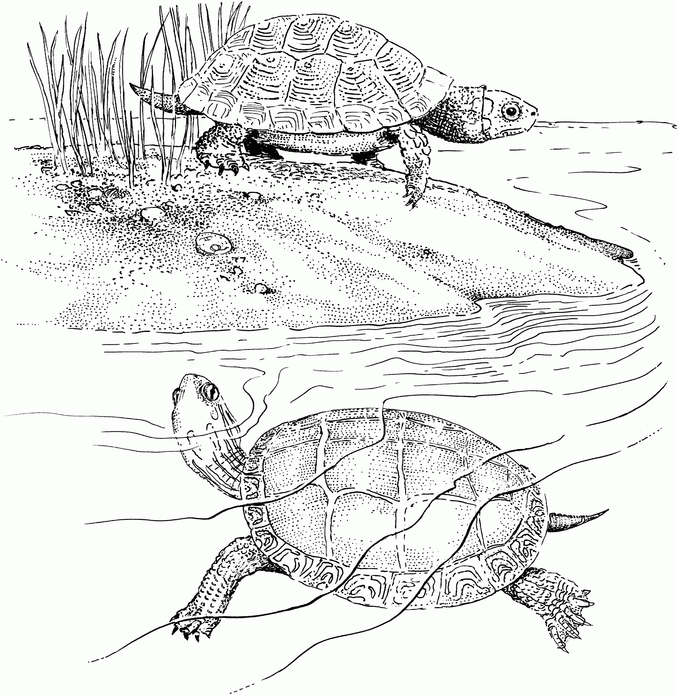 Free Turtle Coloring Pages